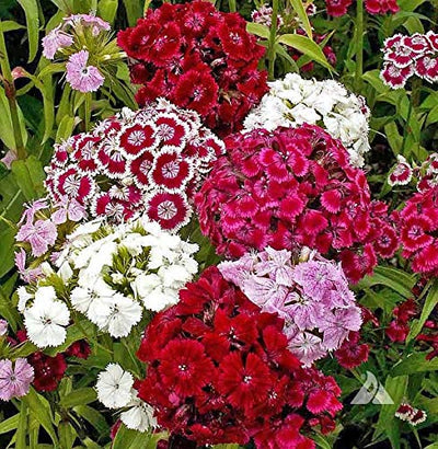 A variety of Sweet William Pinks flowers, with shades of white, pink, purple, red, and violet, blooming in a garden.