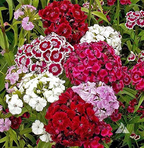 A variety of Sweet William Pinks flowers, with shades of white, pink, purple, red, and violet, blooming in a garden.