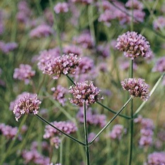 Clusters of purple Verbena Bonariensis flowers on tall stems in a garden setting.