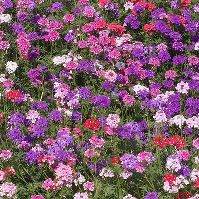 A garden with a colorful mix of pink, purple, red, rose, and white verbena moss flowers.