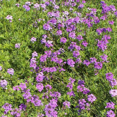 A close-up image of Purple Moss Verbena flowers, showing fern-like foliage and purple blooms.
