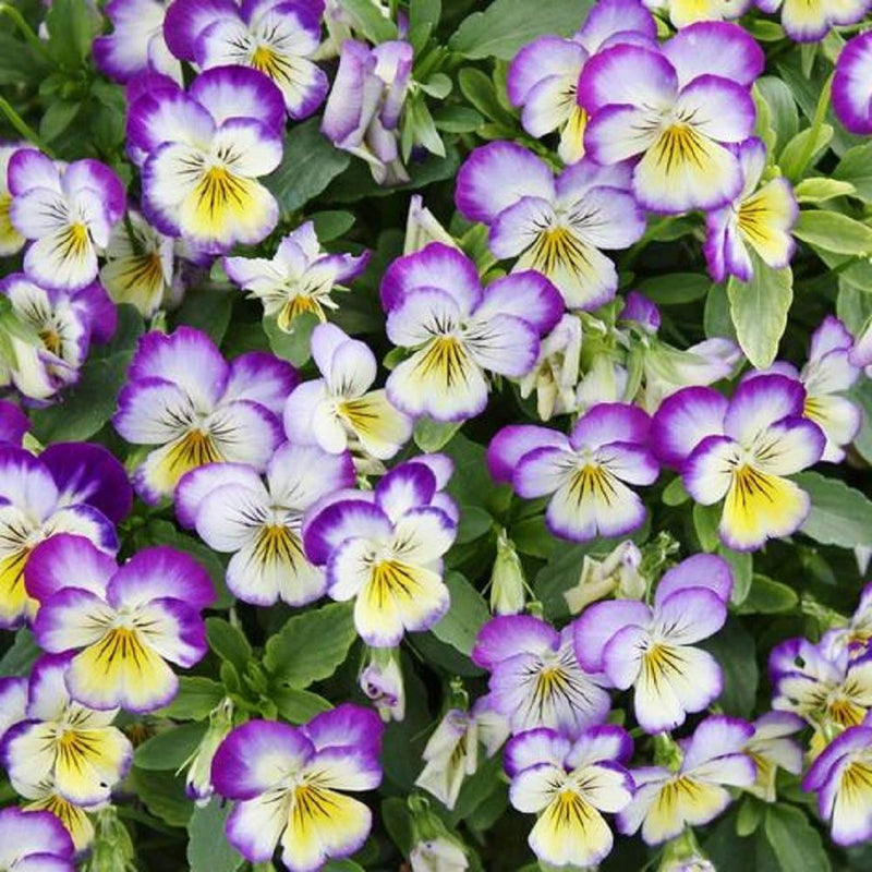 A close-up of purple and yellow pansy flowers (Viola) with a focus on their vibrant colors and patterns.