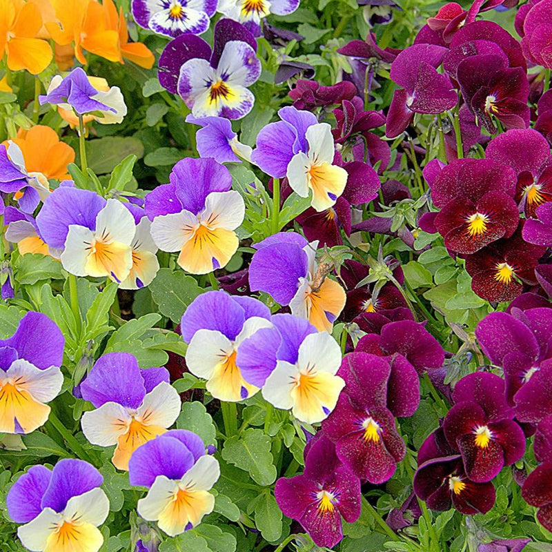A vibrant mix of heirloom pansy flowers in various colors including purple, red, white, and yellow, showcasing contrasting dark blotches.
