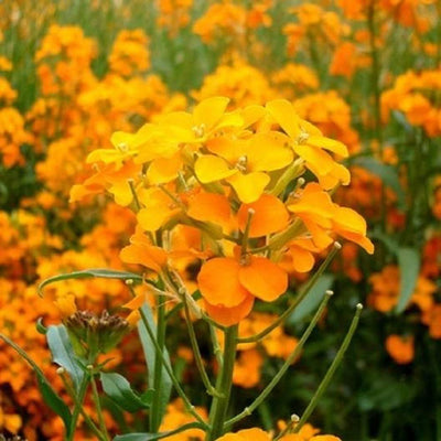 A cluster of vibrant orange Siberian Wallflower blooms with green leaves.