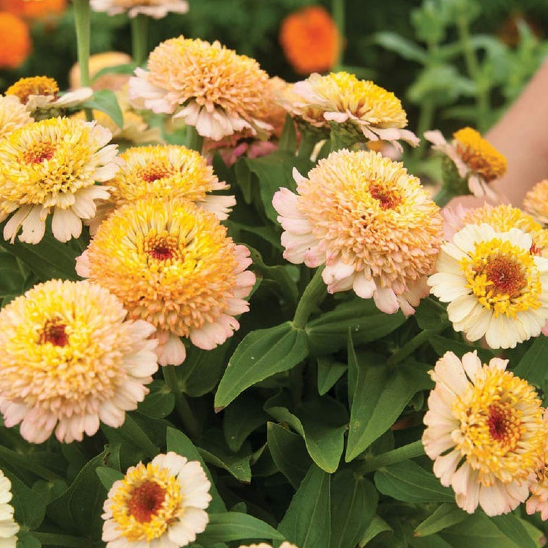 A group of Zinnia Bi-Color Mix flowers with salmon pink petals and a dark eye in the center, fully-double, semi-double, and approximately 20% single flowers.
