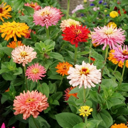 A garden bed with a variety of Zinnia flowers in bloom, showcasing colors such as pink, purple, red, orange, white, and yellow.