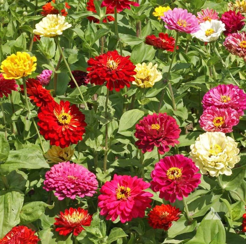A garden bed with a variety of colorful zinnia flowers including red, pink, yellow, and white.