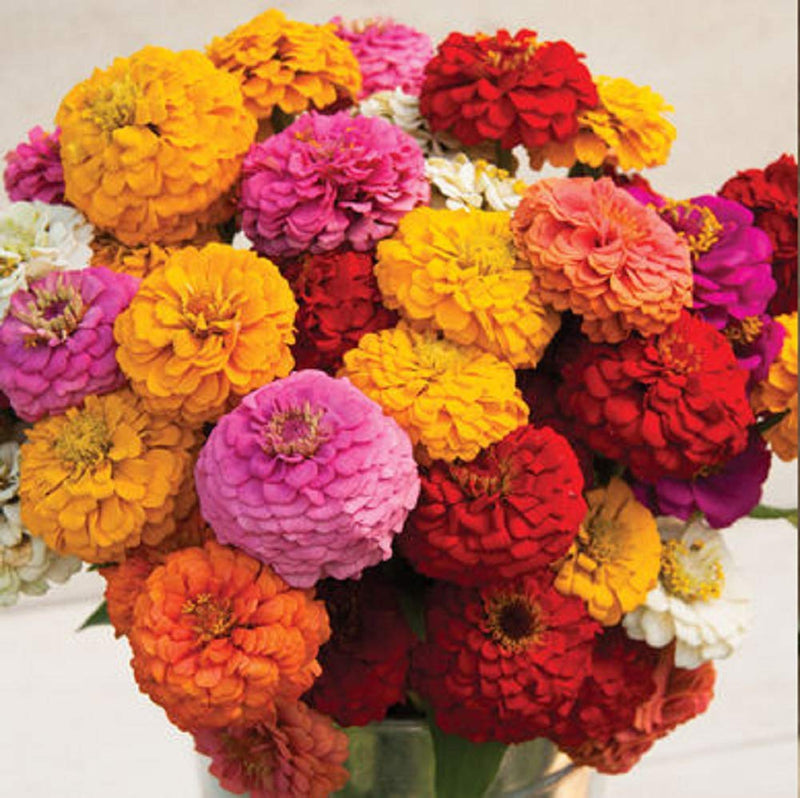 A colorful bouquet of Zinnia Oklahoma flowers with a variety of bright colors including pink, red, yellow, and orange.