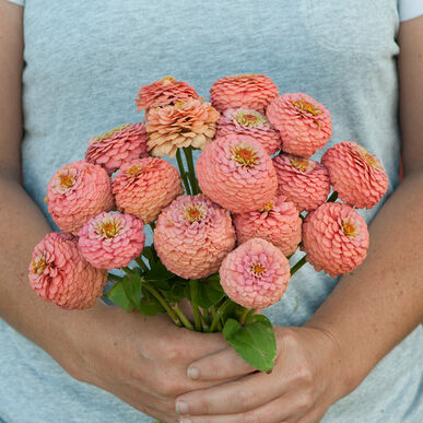 A person holding a bouquet of salmon-colored Zinnia Oklahoma flowers.
