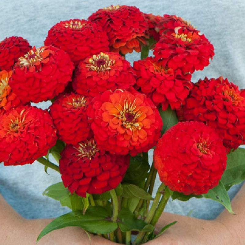 Bouquet of red flowers held by a person against a light blue background