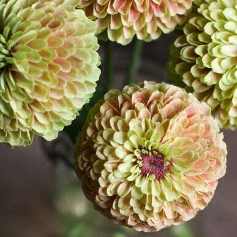 Close-up image of zinnia flowers with a lime green center and blush pink petals.