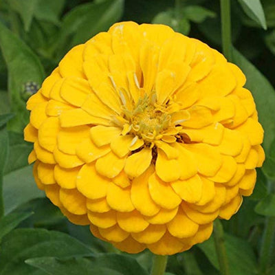 Close-up image of a bright yellow Zinnia 'Canary Bird' flower with a green background.