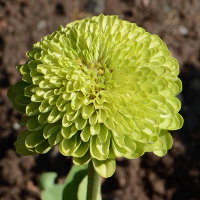 A close-up image of a chartreuse green Zinnia flower with a focus on its petals and center.