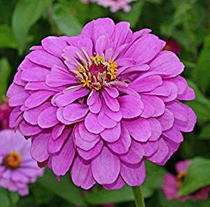 A close-up image of a lavender Zinnia flower with a visible yellow center.