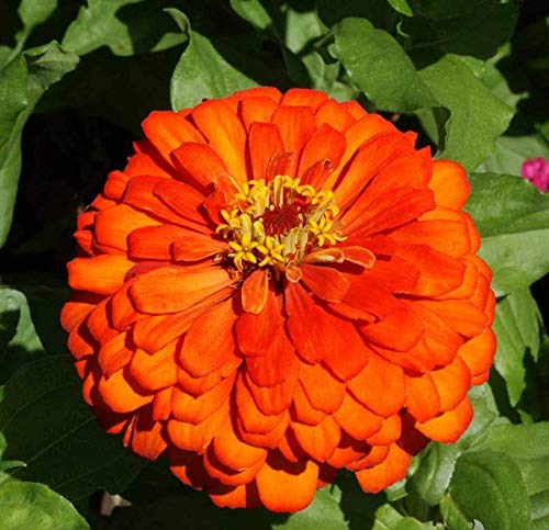 A close-up image of an orange zinnia flower with a yellow center, surrounded by green leaves.