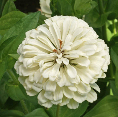 A close-up image of a white Zinnia flower with a creamy texture and a disc center, surrounded by green leaves.