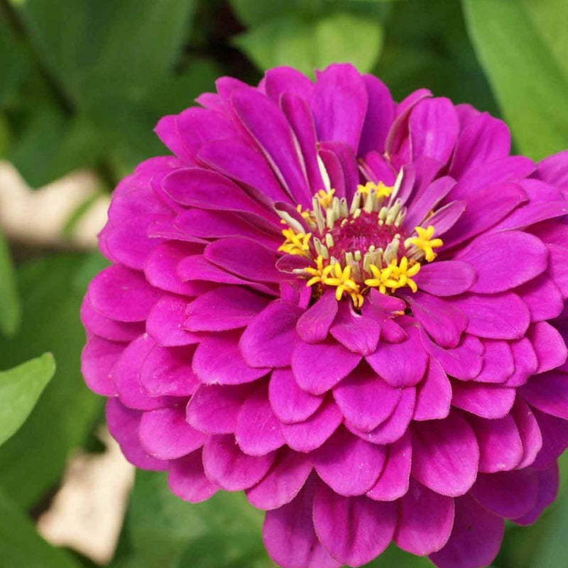 Close-up image of a purple Zinnia flower with a visible yellow center.