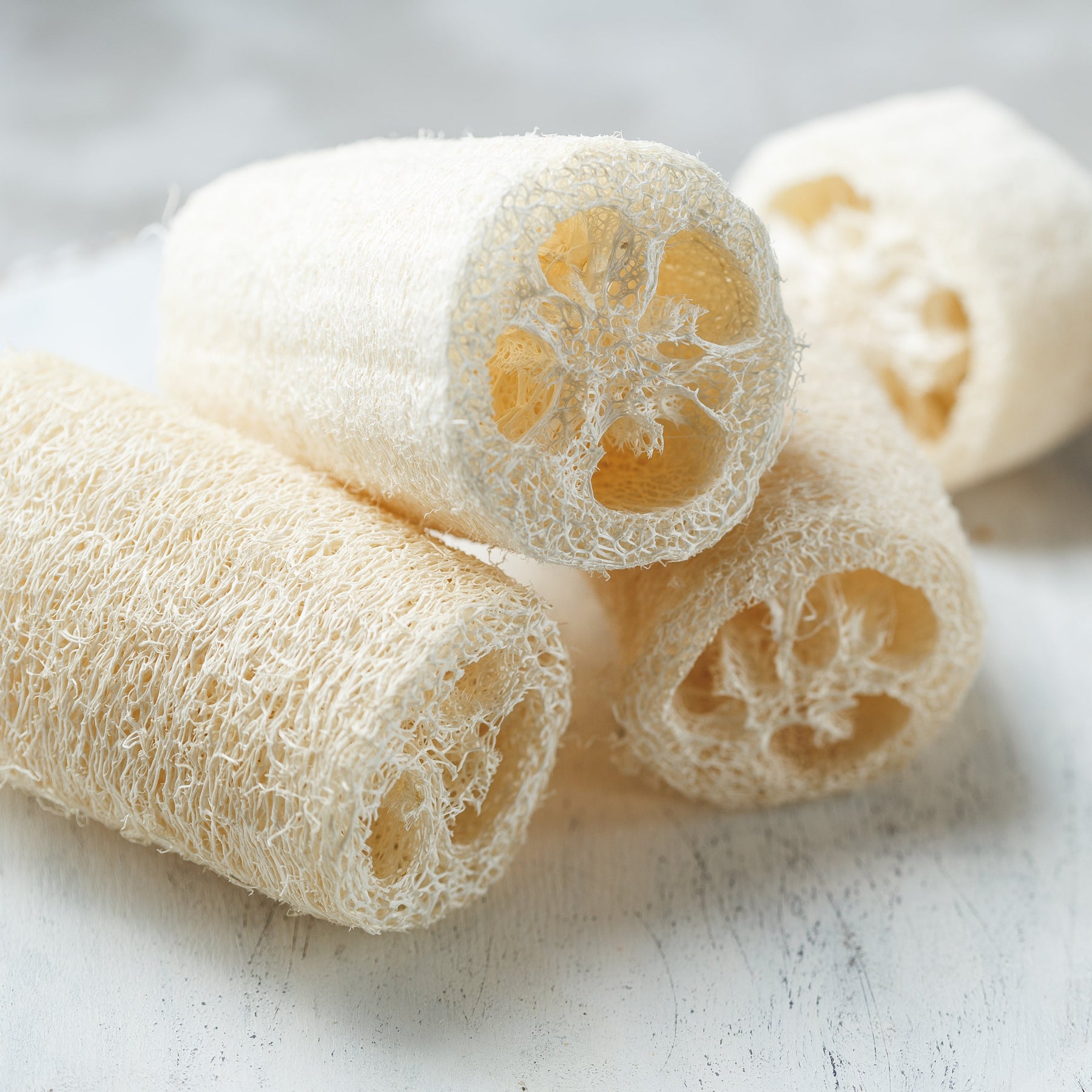 loofah plant seeds for sale Gourd Luffa (Sponge Gourd) 25 Non-GMO, Heirloom Seeds