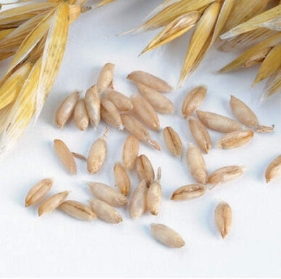 No hulls to remove. When harvested and threshed, the oat kernels are almost free of the tough, inedible hulls of common oats. After winnowing, the grain is ready to cook for oatmeal or grind for oat flour. Remove any lingering hulls by floating them off in water, then air-drying the grain. This is a medium-height variety. For grain production sow seeds in early spring for a late summer harvest. Germination rate about 80%. 