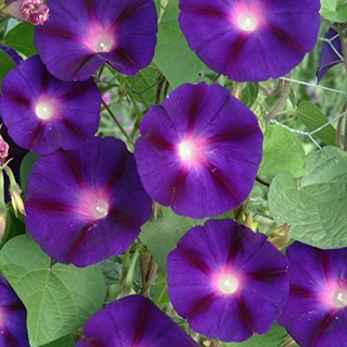 A lovely, deep, rich purple, Grandpa Ott Morning Glories are a unique hue that simply glow when the sunlight shines in your garden. Perfect for trellises or fences, Morning Glories are natural climbers that will climb anything in their path if not directed.&nbsp; Blooms in about 80 days. <span class="a-list-item" data-mce-fragment="1">Germination rate about 70% or better</span>. 