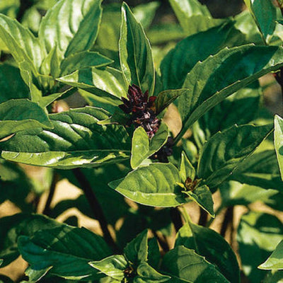A close-up image of green basil leaves with a visible purple stem, indicating the Herb Basil Asian Cinnamon variety.