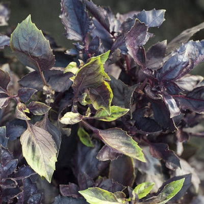 Close-up of a basil plant with dark purple and green leaves characteristic of the Dark Opal variety.
