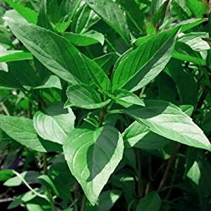 A fresh Siam Queen basil leaf with a bright green color and large size.