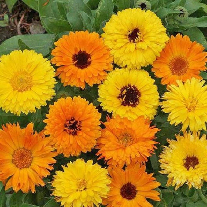 A variety of bright yellow and orange calendula flowers with green leaves.