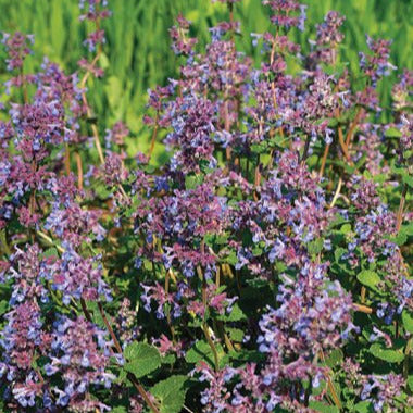 A garden with mature catmint plants displaying lavender blooms on spiky stems and soft, crinkled, gray-green leaves.