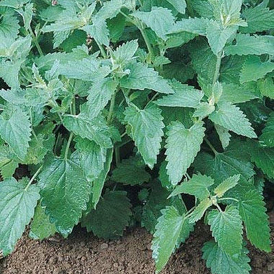 A garden bed with lush green catnip plants growing, showing heart-shaped leaves and small flowers.