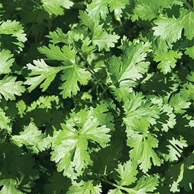 A close-up image of fresh green cilantro leaves.