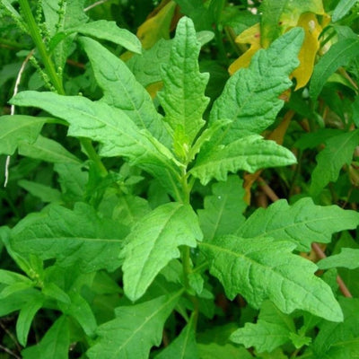 A close-up image of green herb epazote leaves, showing its lush foliage and vibrant green color.