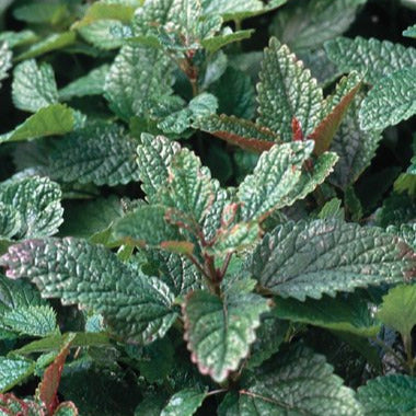 Close-up of green lemon balm leaves with a lemony hue and visible veins.