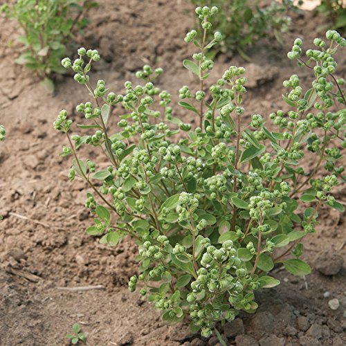 Common variety. Aroma is similar to oregano, but sweeter and more balsam-like. Compact plant.   Edible Flowers: Use the flowers, which have a mild and marjoram-like flavor, as you would the herb to garnish salads, soups, stews, sauces, and stuffing. Also pairs well with citrus, mushrooms, and fish.  Harvest in about 80 days. Germination rate about 80% or better.