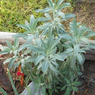 White Sage is a woody perennial (takes a couple of years to achieve this). This has a wonderful aroma and loves full sun and sandy, well drained soil. The beautiful white foliage of this indigenous plant sets off the silver-blue flowering spikes. Foliage is light green to white when the plant is young, and turns very white as the plant matures, and especially after drying the leaves. 