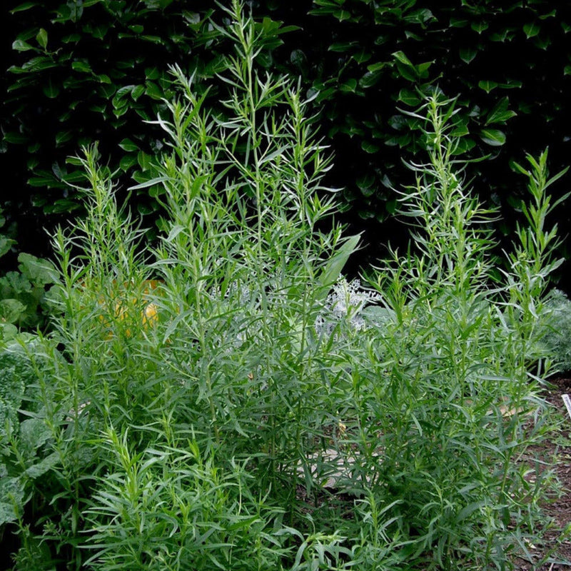 Mexican Tarragon is a wonderful addition to any herb garden, as it blooms in the summer and fall when all other herbs are waning. These flowers are purely ornamental, while the glossy leaves are licorice scented and flavored.  In warm climates it is a good substitute for French Tarragon, which often withers in heat, as it has a flavor quite similar to Tarragon, with a touch of anise. Treated like an annual in cold winter regions