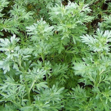A photo showing a group of wormwood absinthe plants with feathery grey-green foliage.