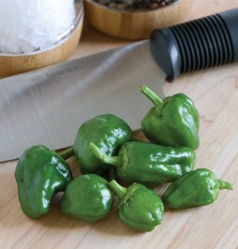 Pepper Hot Padron 25 Non-GMO, Heirloom Seeds