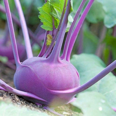  Attractive purplish leaves and above ground globe bulbs with crisp white flesh.  Mild turnip-cabbage flavor. Best harvested at 2- 2 ½” diameter. Slightly larger and later than White Vienna. Excellent raw, steamed, cooked or in stir-fries. Suitable for freezing.  Harvest in about 70 days. Germination rate about 80% and better. 