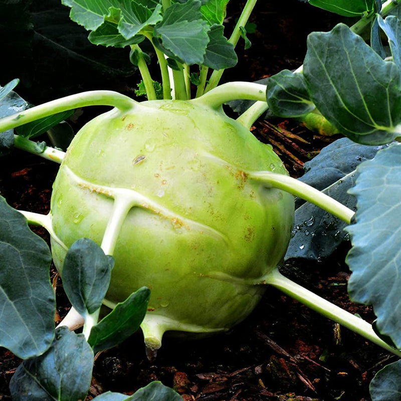 A large kohlrabi plant with a green bulb and surrounding leaves growing in the ground.