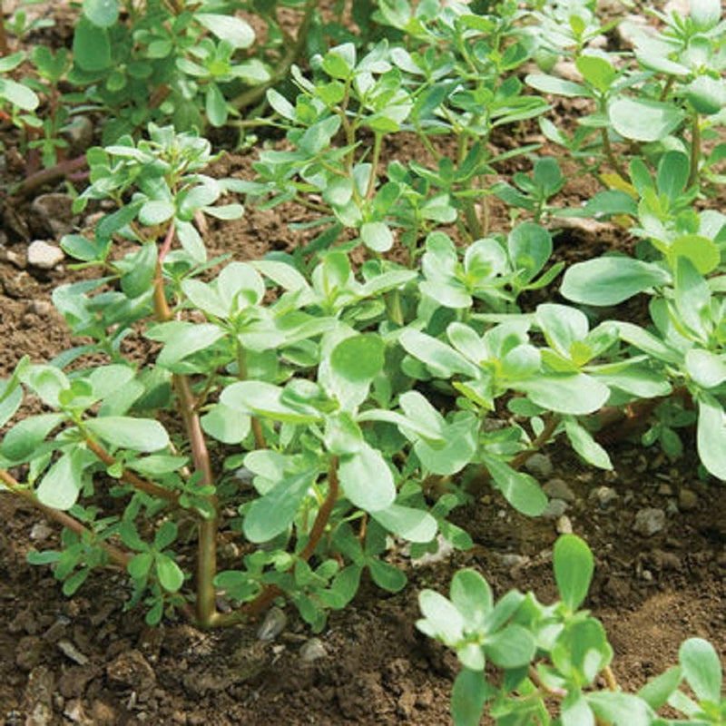 Leafy Greens Purslane Red Gruner 200 Non-GMO, Heirloom Seeds