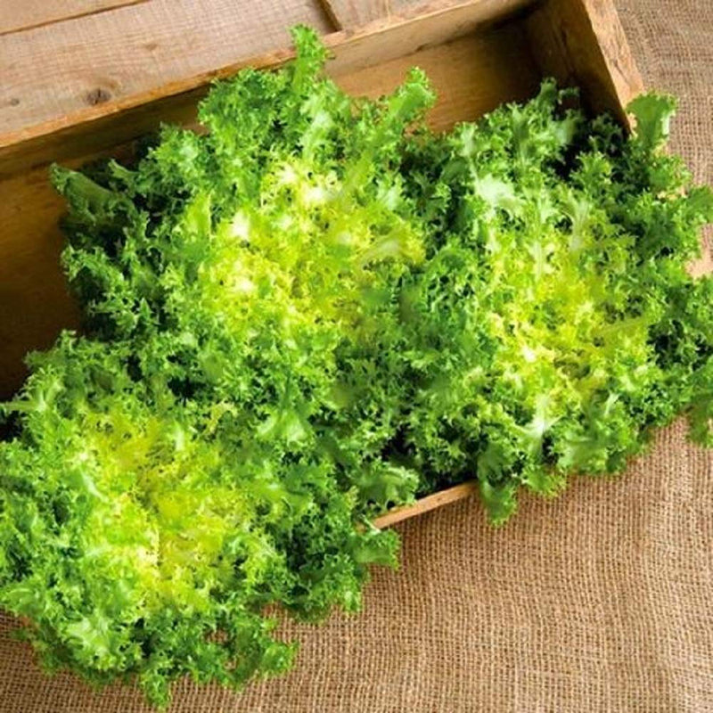 A group of leafy green chicory endive with curly leaves, placed in a wooden crate on a burlap background.