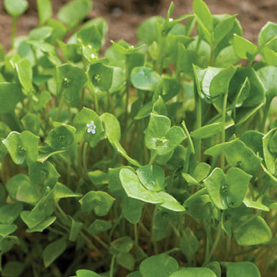 A cluster of leafy green Claytonia plants with heart-shaped leaves and small white flowers visible.