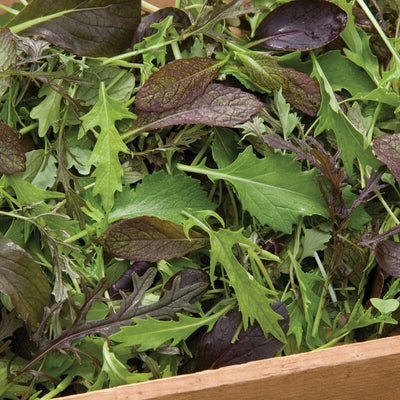 A variety of leafy greens in a wooden crate, including red and green leaves and a mix of textures.