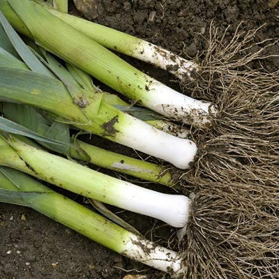 A cluster of fresh leek bulbs with dirt on them, showing the white stems and green leaves.