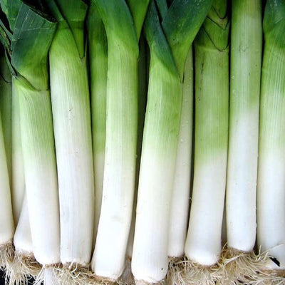 A group of fresh Giant Musselburgh leeks with white and green stalks, showing the medium dark green leaves.