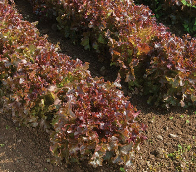 If you’re serious about heirloom vegetable gardening, then Oakleaf lettuce is definitely for you. Red version of an old favorite. Radiant burgundy red, deeply lobed, delicate oak-like leaves. Non-MT0. Harvest in about 26 days baby; 51 days full size. Germination rate about 70% or better. 