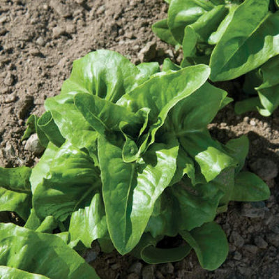A photo of mature Bibb lettuce with tongue-shaped leaves growing in soil.