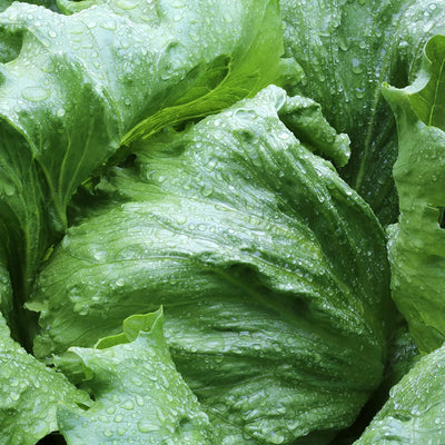 A cluster of fresh green Iceberg lettuce with visible water droplets on the leaves.
