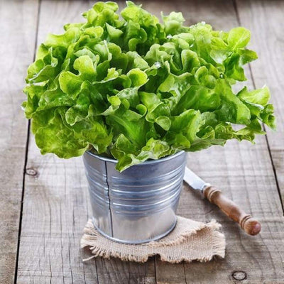 A container of Oakleaf lettuce seeds with a wooden lid and a burlap underneath, placed on a wooden surface.